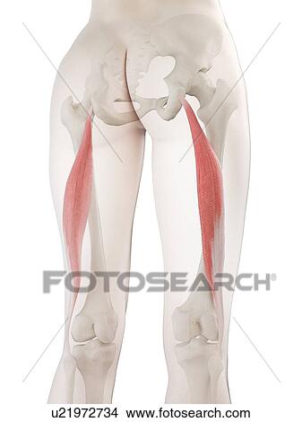 Biceps femoris longus muscle, illustration View Large Photo Image Picture - Biceps femoris longus muscle, illustration. Fotosearch