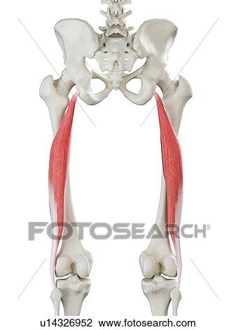 Stock Image - Biceps femoris longus muscle, illustration. Fotosearch