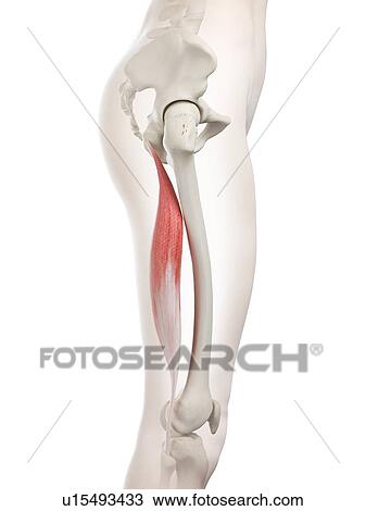 Stock Image - Biceps femoris longus muscle, illustration. Fotosearch