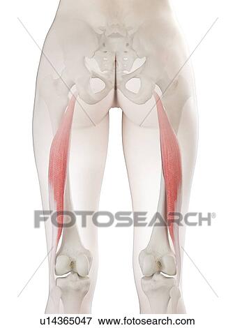 Stock Photo - Biceps femoris longus muscle, illustration. Fotosearch