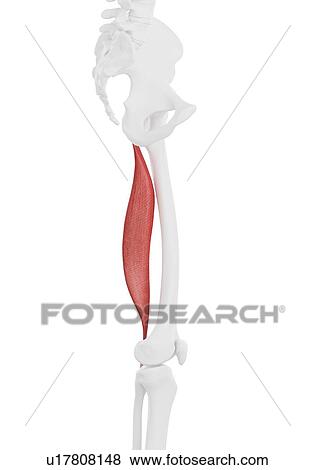 Stock Photo - Biceps femoris longus muscle, illustration. Fotosearch