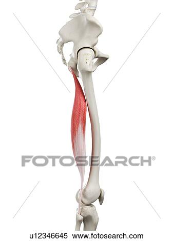 Biceps femoris longus muscle, illustration View Large Photo Image Stock Photography - Biceps femoris longus muscle, illustration. Fotosearch