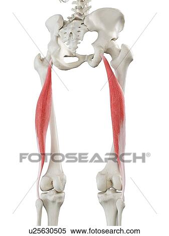 Biceps femoris longus muscle, illustration View Large Photo Image Stock Photography - Biceps femoris longus muscle, illustration. Fotosearch