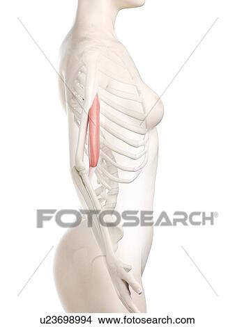 Biceps muscle, illustration View Large Photo Image Picture - Biceps muscle, illustration. Fotosearch