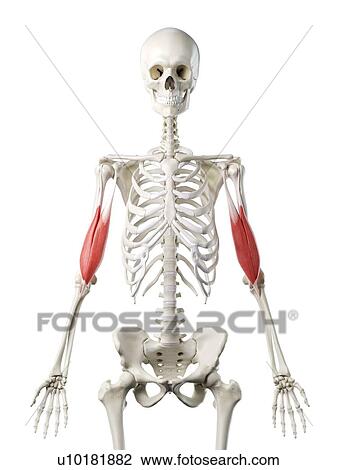 Stock Image - Biceps muscle, illustration. Fotosearch