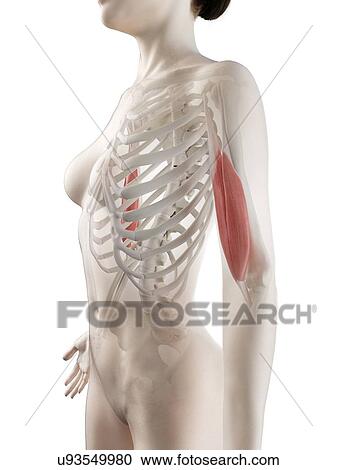 Biceps muscle, illustration View Large Photo Image Stock Image - Biceps muscle, illustration. Fotosearch