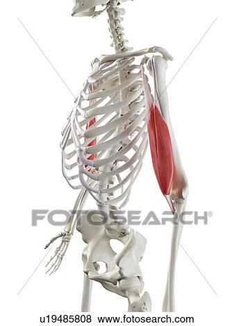 Biceps muscle, illustration View Large Photo Image Stock Photo - Biceps muscle, illustration. Fotosearch