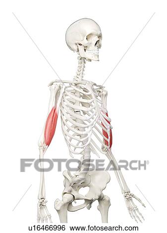 Biceps muscle, illustration View Large Photo Image Stock Photograph - Biceps muscle, illustration. Fotosearch