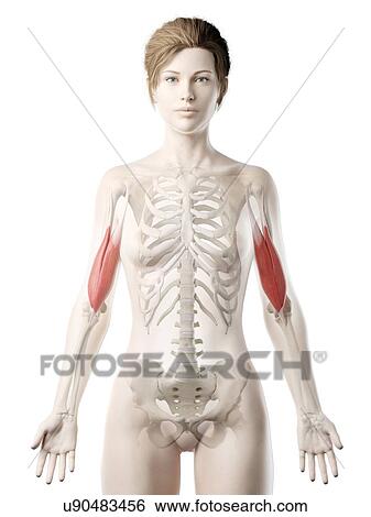 Stock Photograph - Biceps muscle, illustration. Fotosearch