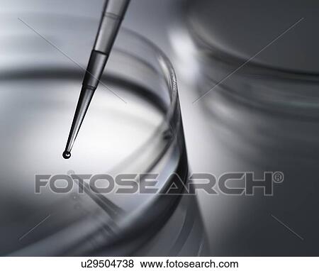 Biomedical research. Sample being pipetted into petri dishes containing medium. View Large Photo Image Stock Photo - Biomedical research. Sample being pipetted into petri dishes containing medium.. Fotosearch