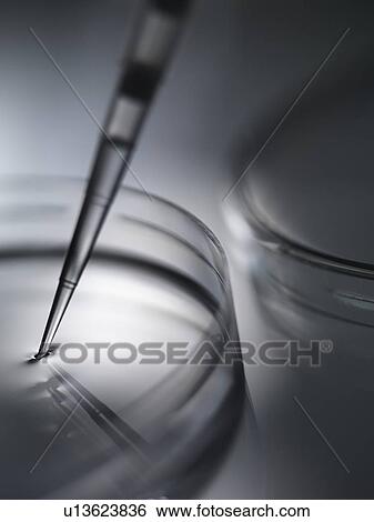 Biomedical research. Sample being pipetted into petri dishes containing medium. View Large Photo Image Stock Photograph - Biomedical research. Sample being pipetted into petri dishes containing medium.. Fotosearch