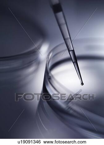 Biomedical research. Sample being pipetted into petri dishes containing medium. View Large Photo Image Stock Photograph - Biomedical research. Sample being pipetted into petri dishes containing medium.. Fotosearch
