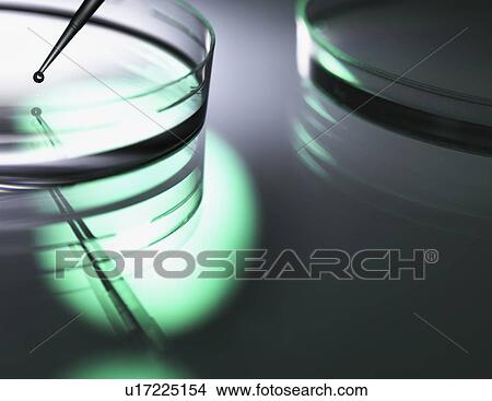 Picture - Biotechnology research. Cells being pipetted into petri dishes containing medium.. Fotosearch
