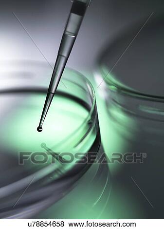 Biotechnology research. Cells being pipetted into petri dishes containing medium. View Large Photo Image Stock Photo - Biotechnology research. Cells being pipetted into petri dishes containing medium.. Fotosearch
