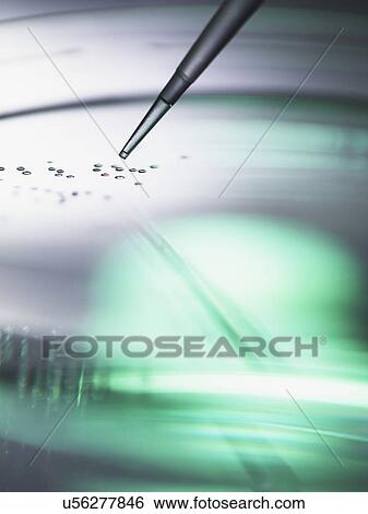 Biotechnology research. Cells being pipetted into petri dishes containing medium. View Large Photo Image Stock Photograph - Biotechnology research. Cells being pipetted into petri dishes containing medium.. Fotosearch