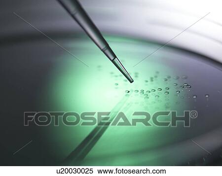 Stock Photography - Biotechnology research. Cells being pipetted into petri dishes containing medium.. Fotosearch