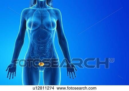 Picture - Bladder, computer illustration.. Fotosearch