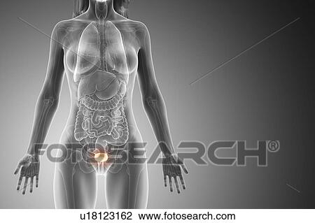 Stock Image - Bladder, computer illustration.. Fotosearch