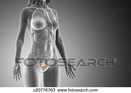 Bladder, computer illustration. View Large Photo Image Stock Image - Bladder, computer illustration.. Fotosearch