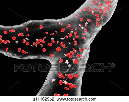 Stock Image - Blood vessel, computer illustration.. Fotosearch