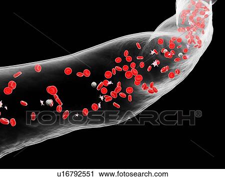 Stock Image - Blood vessel, computer illustration.. Fotosearch