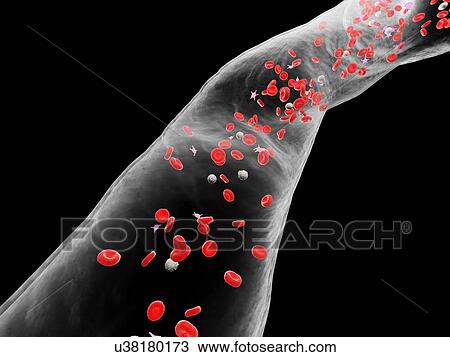Stock Image - Blood vessel, computer illustration.. Fotosearch