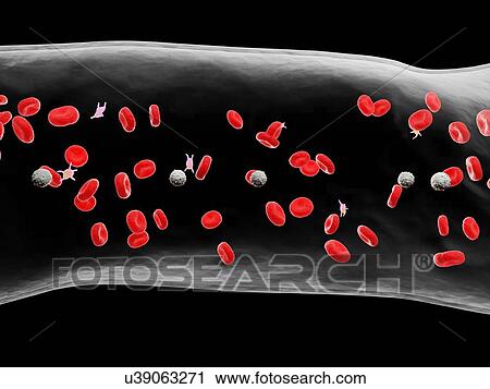 Stock Image - Blood vessel, computer illustration.. Fotosearch
