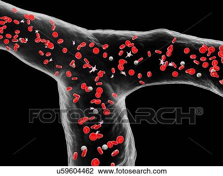 Blood vessel, computer illustration. View Large Photo Image Stock Image - Blood vessel, computer illustration.. Fotosearch