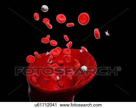 Stock Image - Blood vessel, computer illustration.. Fotosearch