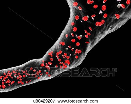 Blood vessel, computer illustration. View Large Photo Image Stock Photo - Blood vessel, computer illustration.. Fotosearch