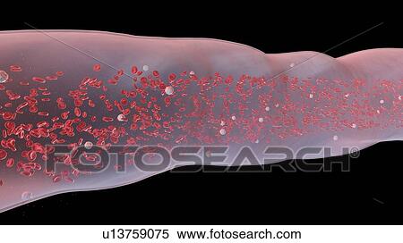 Stock Photography - Blood vessel, computer illustration.. Fotosearch