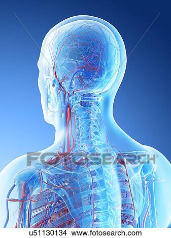 Picture - Blood vessels of the head and neck, computer illustration.. Fotosearch