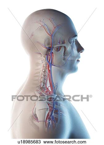 Stock Image - Blood vessels of the head and neck, computer illustration.. Fotosearch