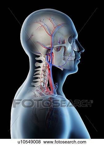 Stock Photo - Blood vessels of the head and neck, computer illustration.. Fotosearch