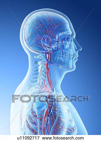 Stock Photo - Blood vessels of the head and neck, computer illustration.. Fotosearch