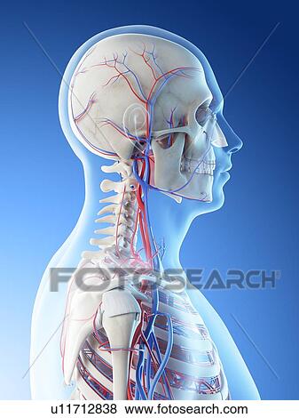 Stock Photo - Blood vessels of the head and neck, computer illustration.. Fotosearch