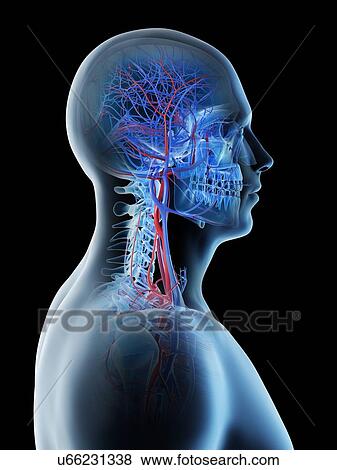 Stock Photo - Blood vessels of the head and neck, computer illustration.. Fotosearch