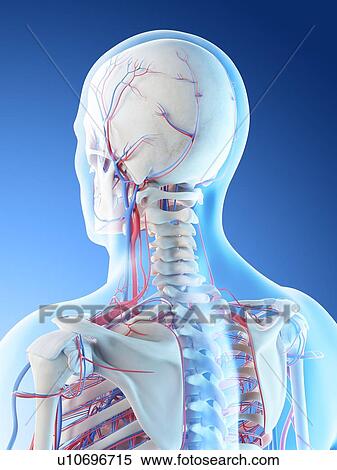 Stock Photography - Blood vessels of the head and neck, computer illustration.. Fotosearch