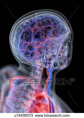 Stock Image - Blood vessels of the head, computer illustration.. Fotosearch