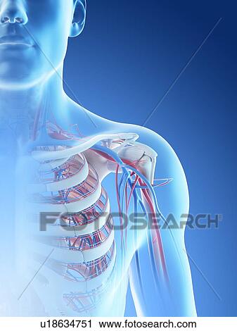 Stock Image - Blood vessels of the shoulder, computer illustration.. Fotosearch