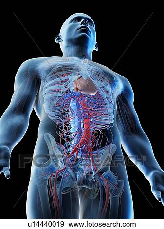 Blood vessels of the upper body, computer illustration. View Large Photo Image Stock Photo - Blood vessels of the upper body, computer illustration.. Fotosearch