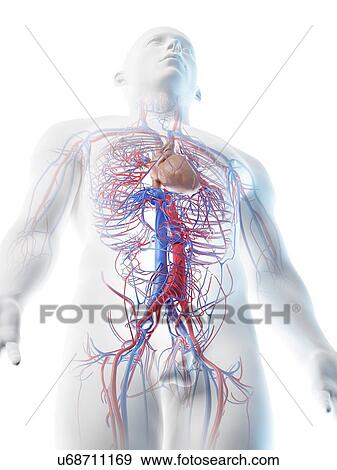Stock Photo - Blood vessels of the upper body, computer illustration.. Fotosearch
