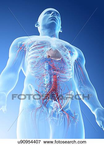 Blood vessels of the upper body, computer illustration. View Large Photo Image Stock Photo - Blood vessels of the upper body, computer illustration.. Fotosearch