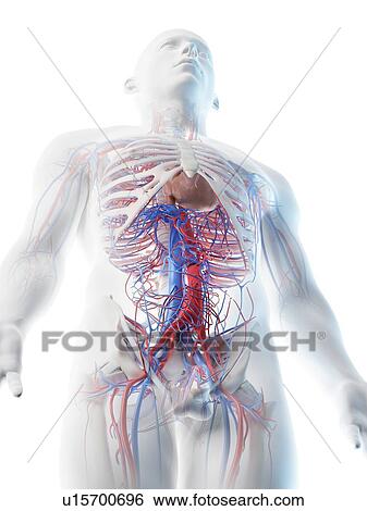 Stock Photograph - Blood vessels of the upper body, computer illustration.. Fotosearch