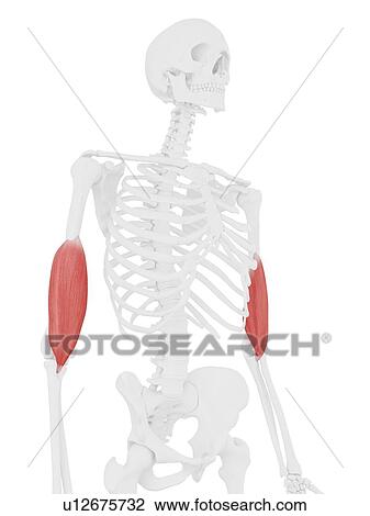 Stock Image - Brachialis muscle, computer illustration.. Fotosearch