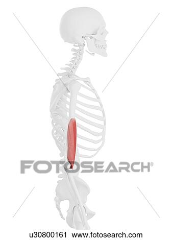 Stock Image - Brachialis muscle, computer illustration.. Fotosearch