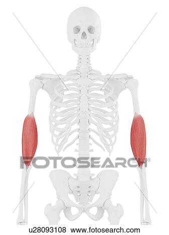 Brachialis muscle, computer illustration. View Large Photo Image Stock Photo - Brachialis muscle, computer illustration.. Fotosearch