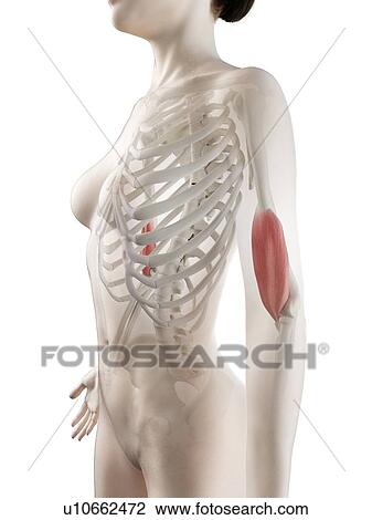 Stock Image - Brachialis muscle, illustration. Fotosearch
