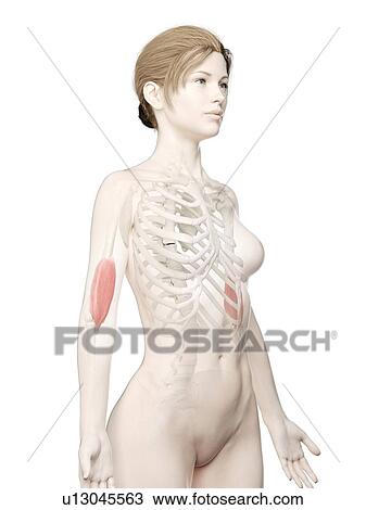 Brachialis muscle, illustration View Large Photo Image Stock Image - Brachialis muscle, illustration. Fotosearch