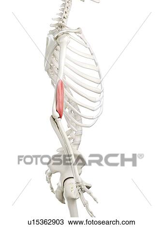 Brachialis muscle, illustration View Large Photo Image Stock Image - Brachialis muscle, illustration. Fotosearch